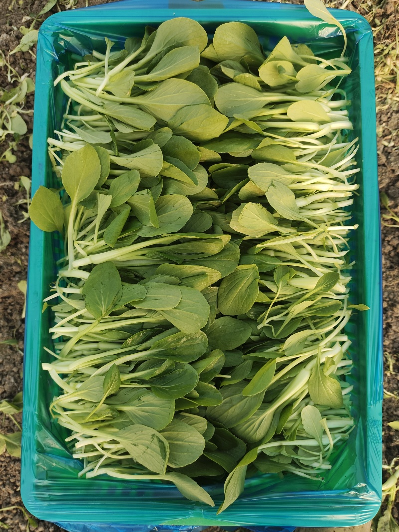 鸡毛菜；：：：：：：：