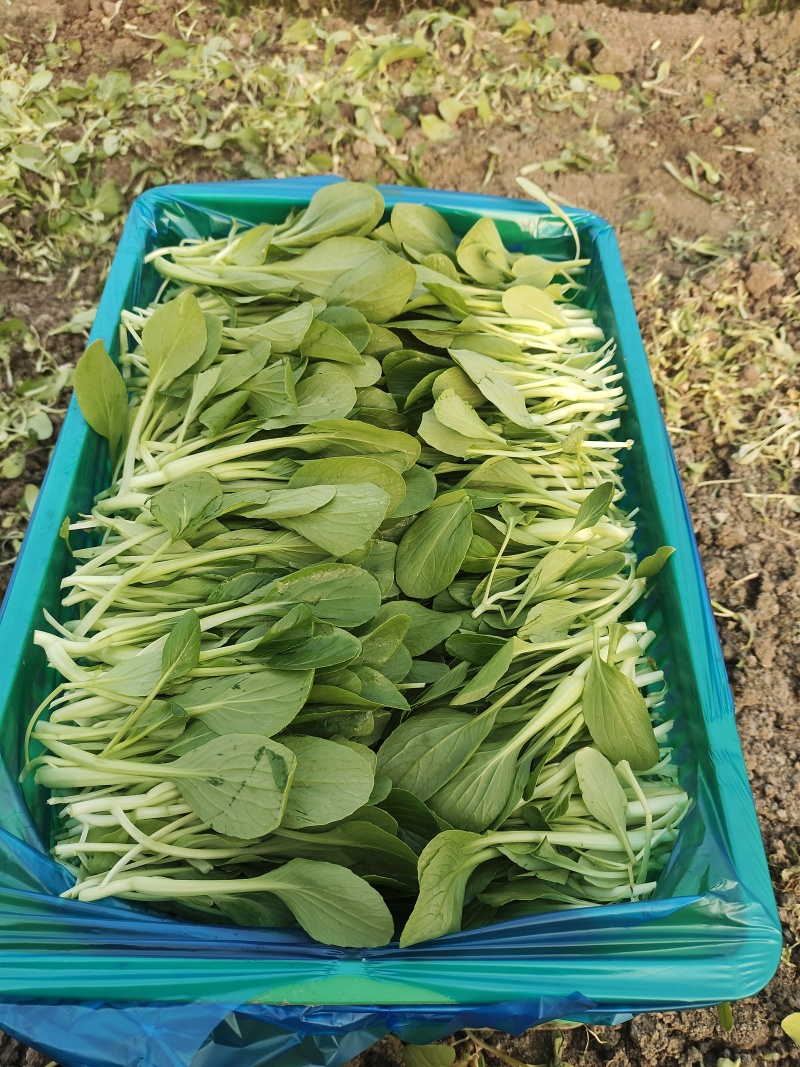 鸡毛菜；：：：：：：：