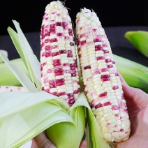 2025精品四川花糯玉米大量出货品质保障视频看货欢迎咨询