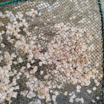 养殖蚌苗