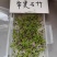 常夏石竹种子四季种活花种籽子常夏石竹园艺庭院公路装饰绿化