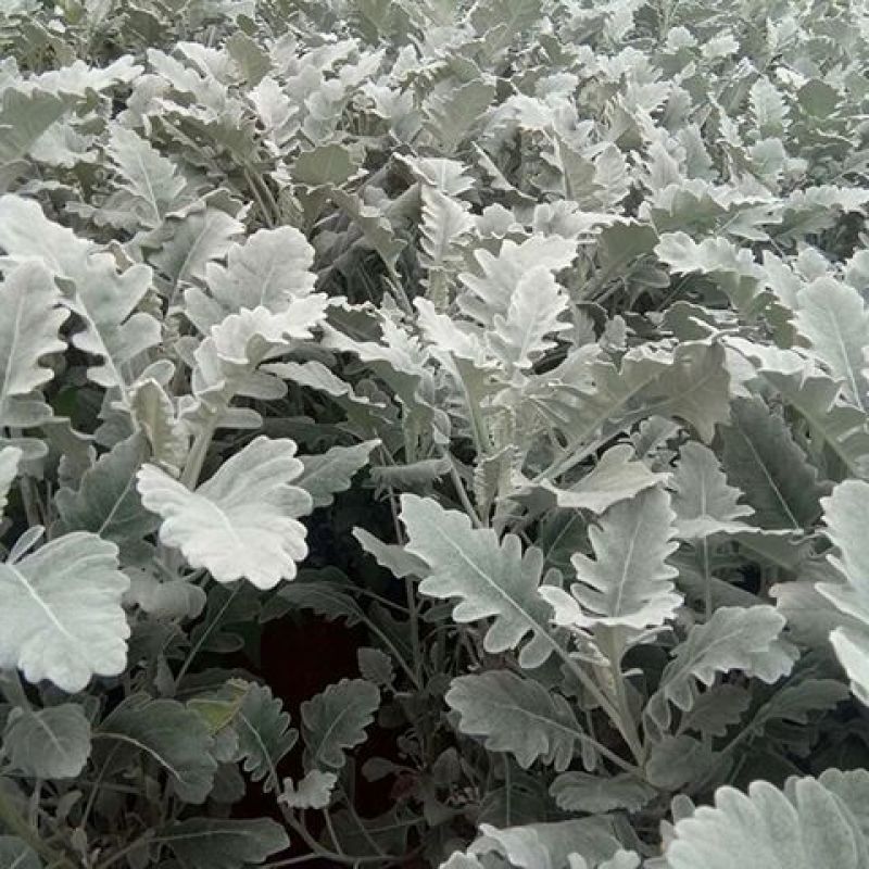 银叶菊花苗供应银叶菊小苗耐寒抗冻盆栽观赏植物基地直销新鲜