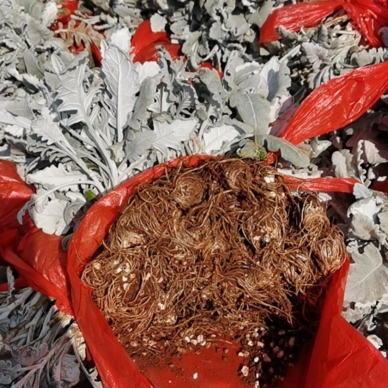 银叶菊花苗供应银叶菊小苗耐寒抗冻盆栽观赏植物基地直销新鲜