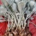 银叶菊花苗供应银叶菊小苗耐寒抗冻盆栽观赏植物基地直销新鲜