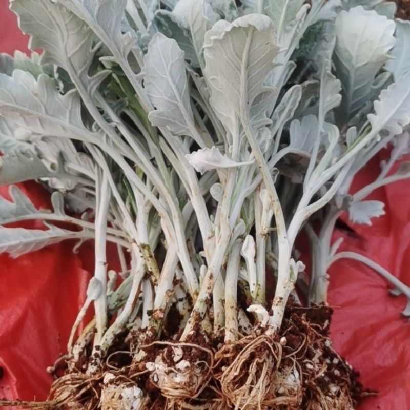 银叶菊花苗供应银叶菊小苗耐寒抗冻盆栽观赏植物基地直销新鲜