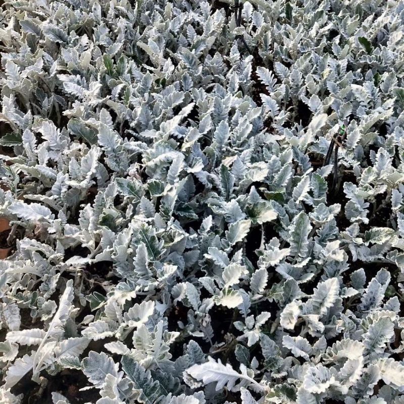 银叶菊花苗供应银叶菊小苗耐寒抗冻盆栽观赏植物基地直销新鲜
