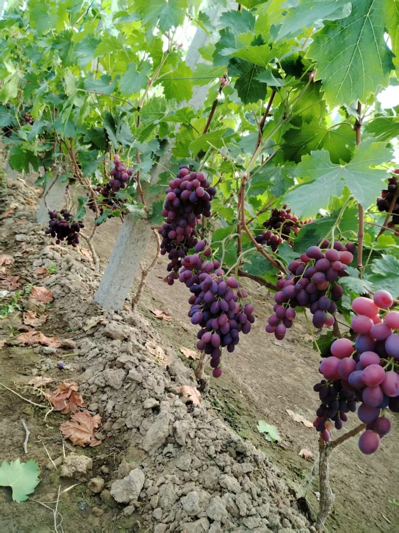 万亩葡萄园区大量葡萄需要的客商联系