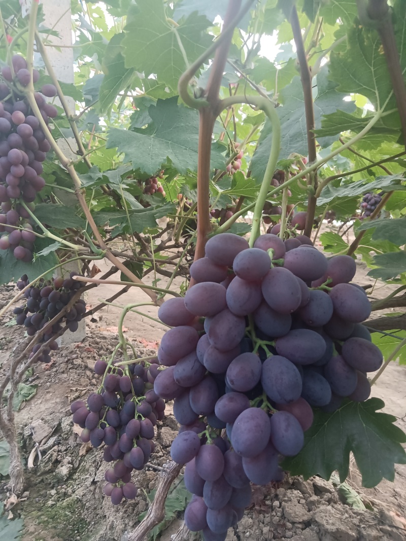 万亩葡萄园区大量葡萄需要的客商联系