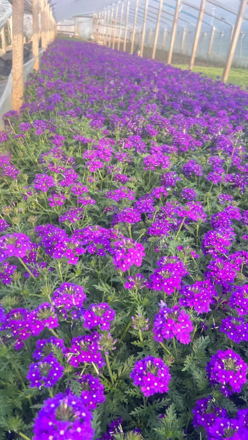 美女樱种子混色美人樱组合装景观花海懒人庭院室外庭院阳台