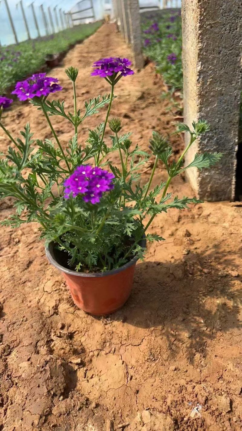 美女樱种子混色美人樱组合装景观花海懒人庭院室外庭院阳台