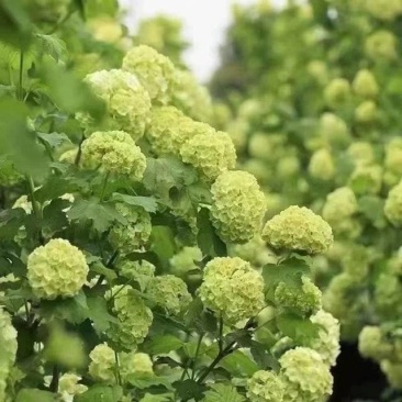 耐寒欧洲木绣球花玫瑰耐寒耐热植物庭院阳台花卉盆栽易养爆开