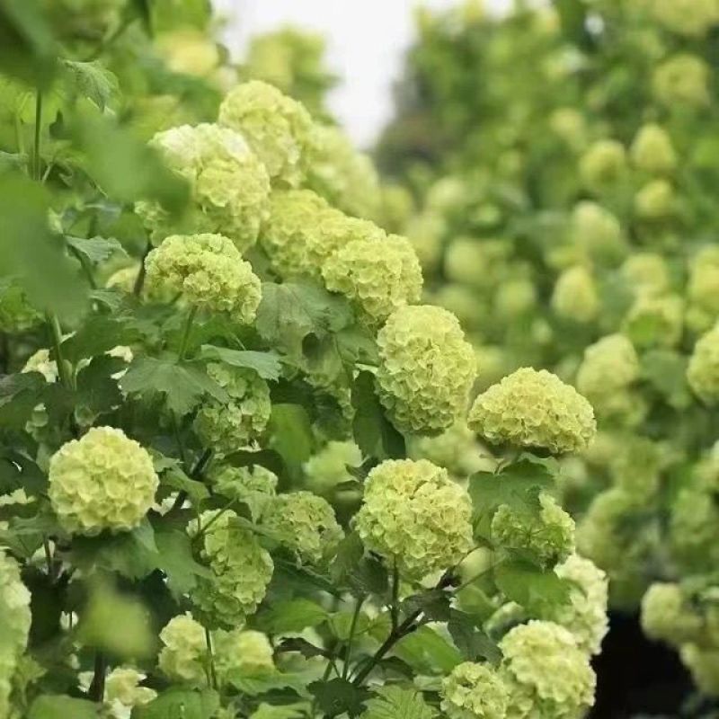 耐寒欧洲木绣球花玫瑰耐寒耐热植物庭院阳台花卉盆栽易养爆开
