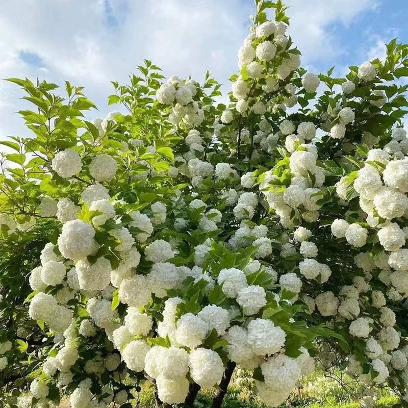 耐寒欧洲木绣球花玫瑰耐寒耐热植物庭院阳台花卉盆栽易养爆开