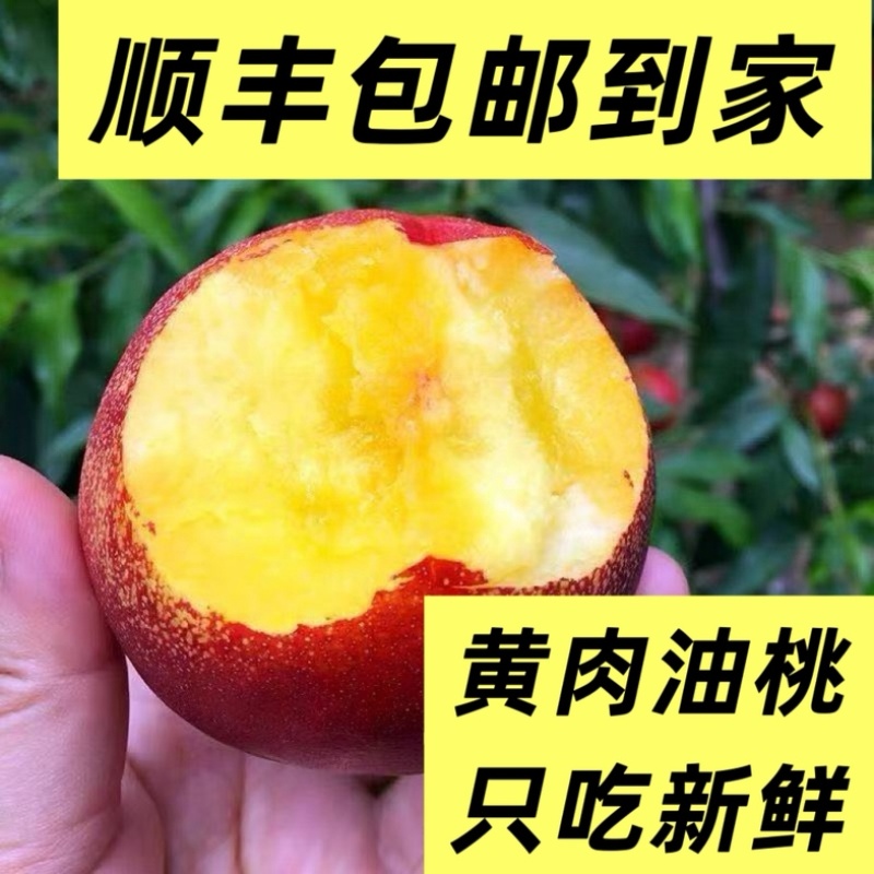 山西黄肉油桃现摘现发，支持一件代发，持续周期到8月底