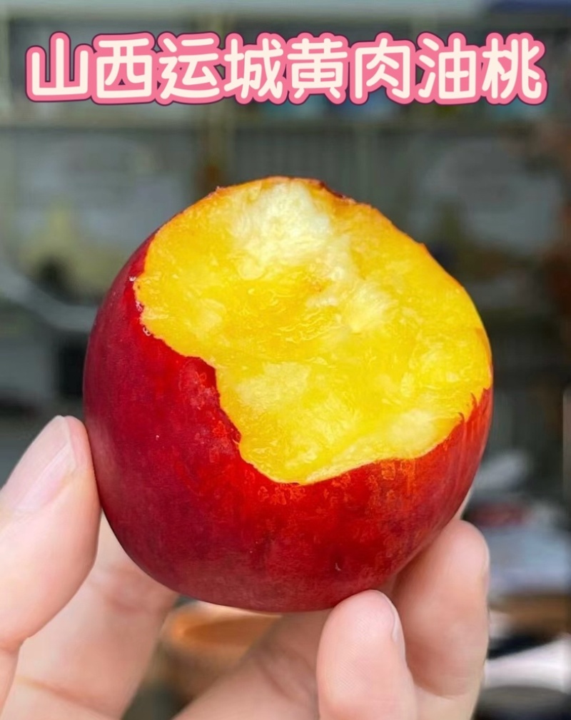 山西黄肉油桃现摘现发，支持一件代发，持续周期到8月底