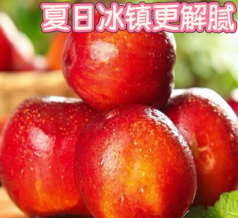 山西黄肉油桃现摘现发，支持一件代发，持续周期到8月底