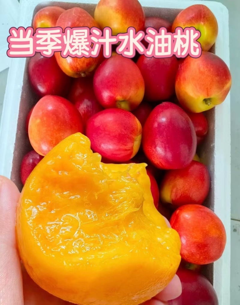 山西黄肉油桃现摘现发，支持一件代发，持续周期到8月底