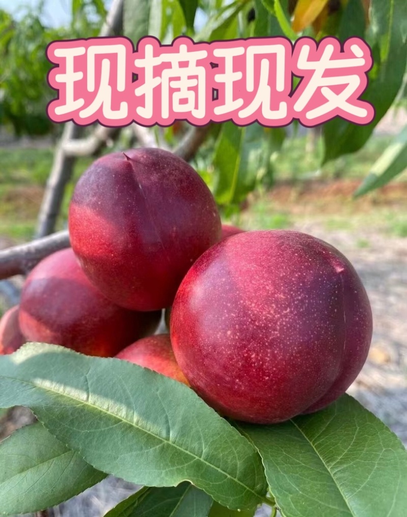 山西黄肉油桃现摘现发，支持一件代发，持续周期到8月底