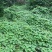 牵牛花种子厂家一手货源批发品质保证价格美丽欢迎下单