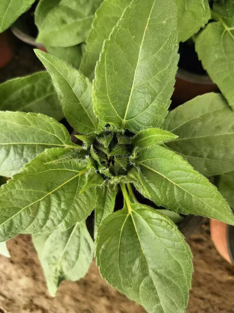 向日葵种子观赏向日葵葵花籽花海花卉绿化景观盆栽植物瓜