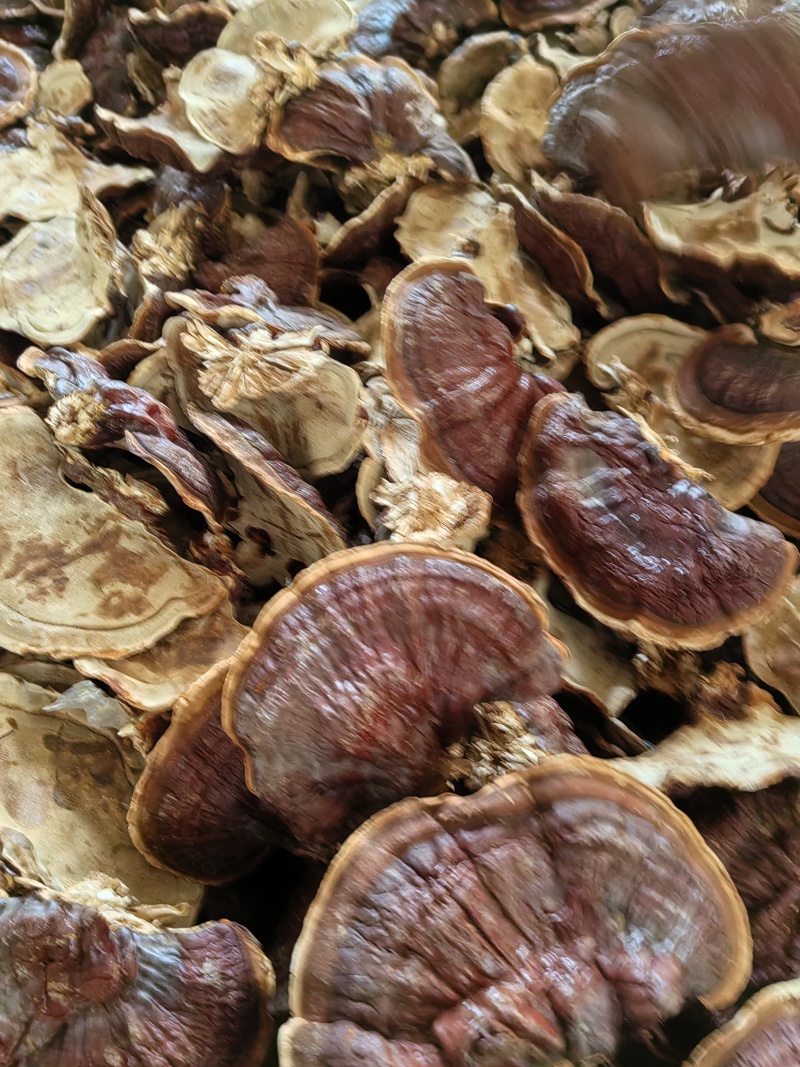 金边灵芝菌香浓郁，不苦，产地直发，已售货源