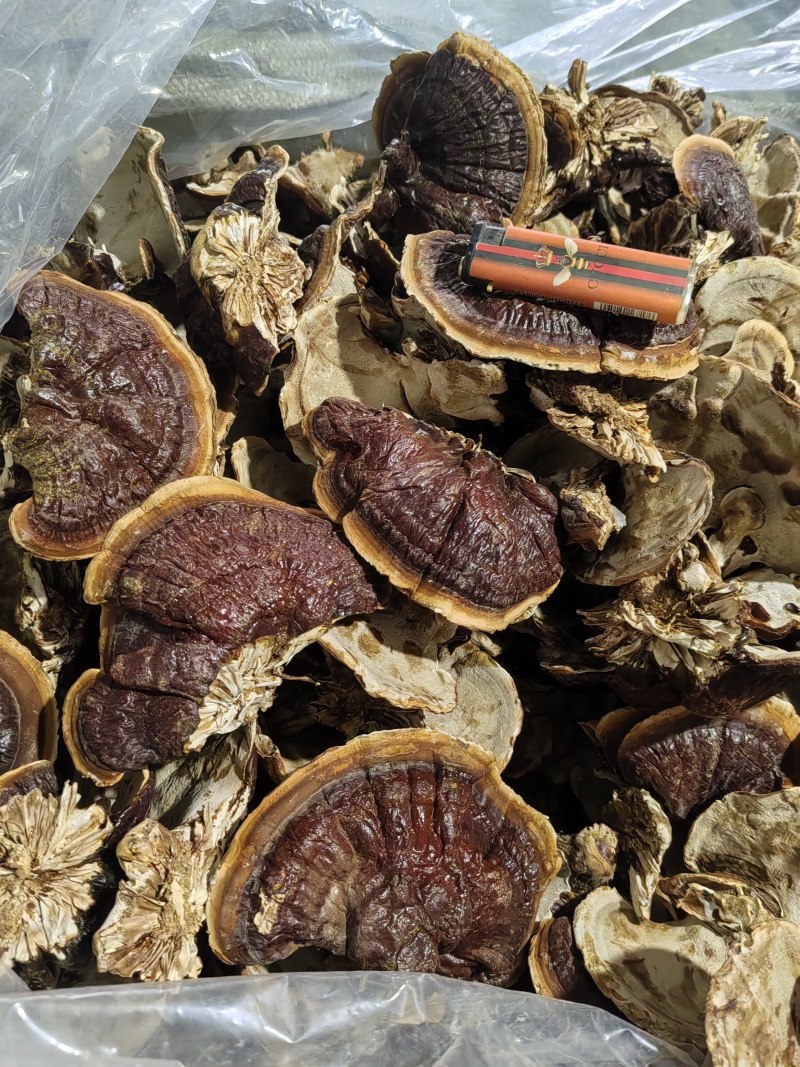 金边灵芝菌香浓郁，不苦，产地直发，已售货源