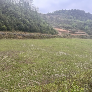 转让草坪基地