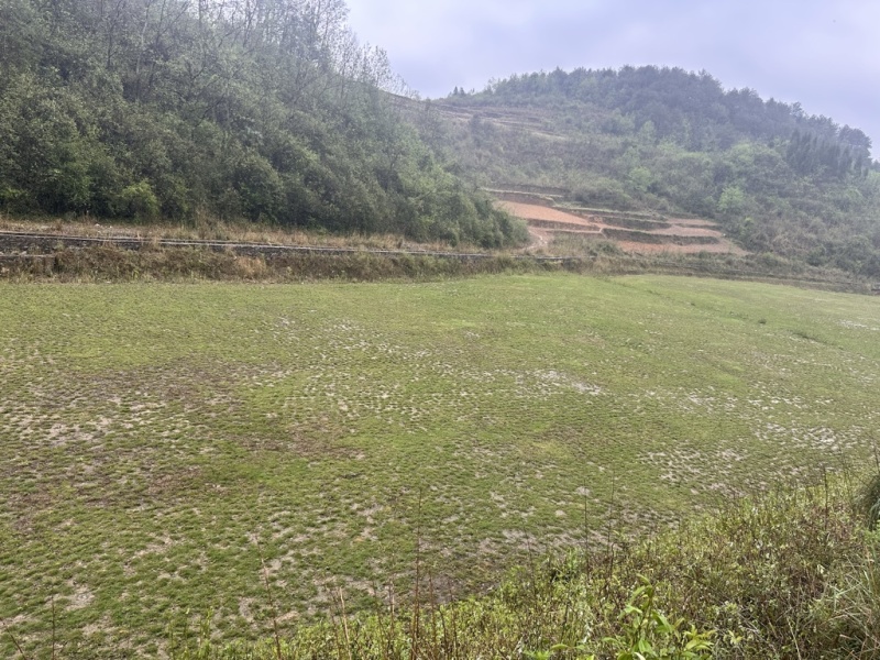 转让草坪基地