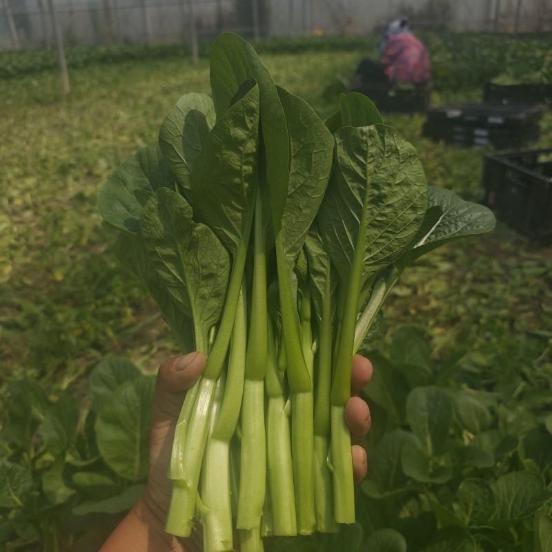 本地广东菜心大量上市了，量大从优，质量有保证！