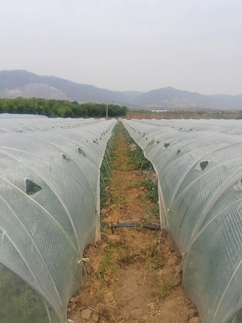 陕西小吊瓜，产地直发，支持视频看货