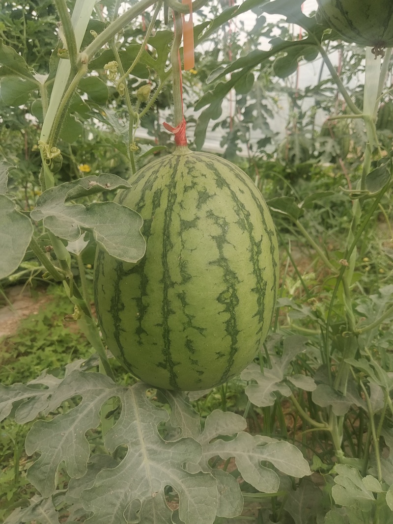 陕西小吊瓜，产地直发，支持视频看货