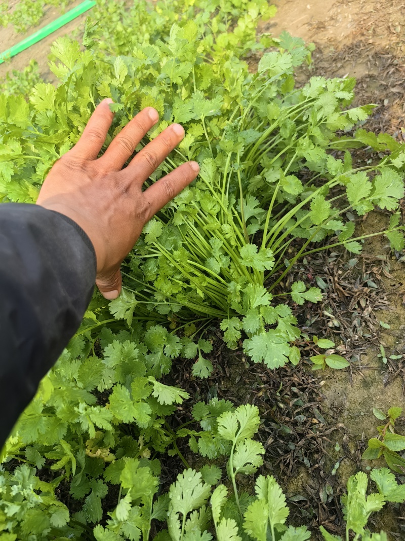 德州香菜有货