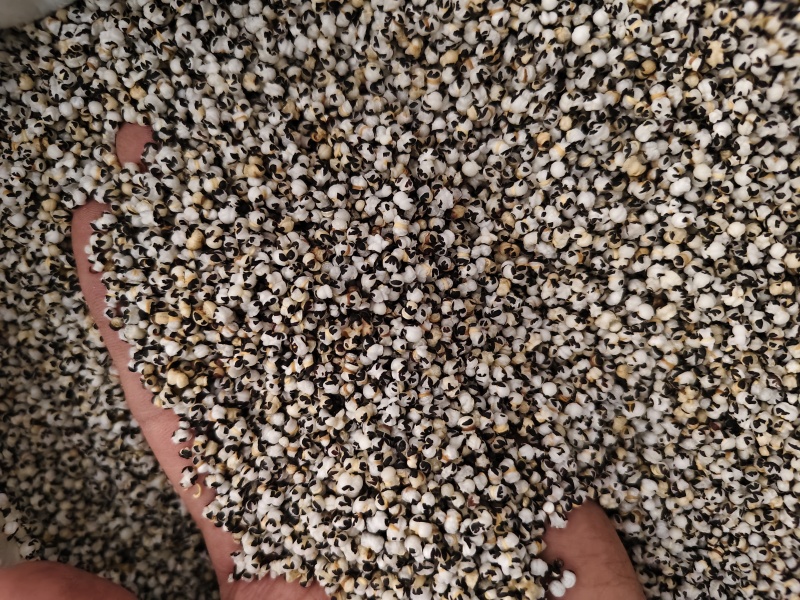 中药材炒王不留行王不留精选王不留子王不留籽