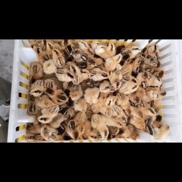 批发苏北精品，苏禽，淮南麻鸡苗，包防疫