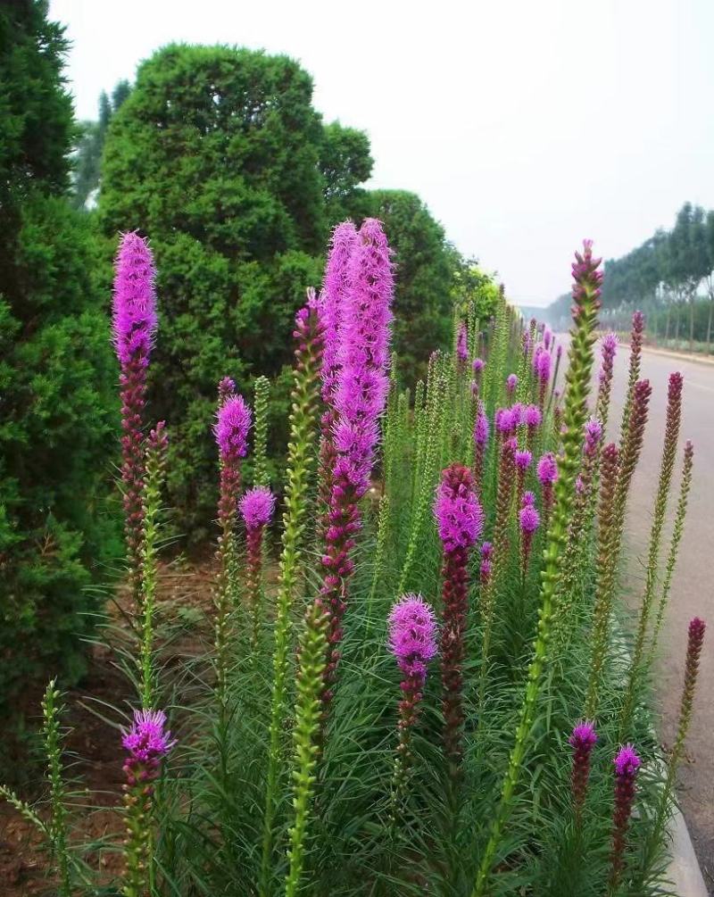 蛇鞭菊种子春秋播种观花多年生景观绿化花籽切花花卉草花