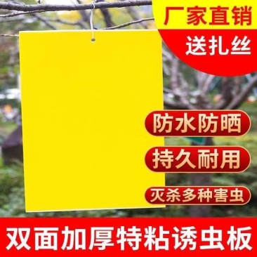 柑橘瓜果实蝇诱虫板针蜂黄板双面粘虫防虫果园大棚蓟马小
