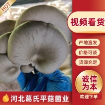 《河北鲜平菇》基地直发保质保量一条龙服务对接商超团购供应