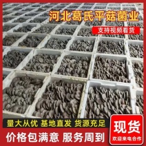 《河北鲜平菇》大量现货上市中保质保量一条龙服务对接商超