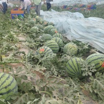 宁夏本地代办代收金城1号西瓜口感好皮毛亮甜度13+