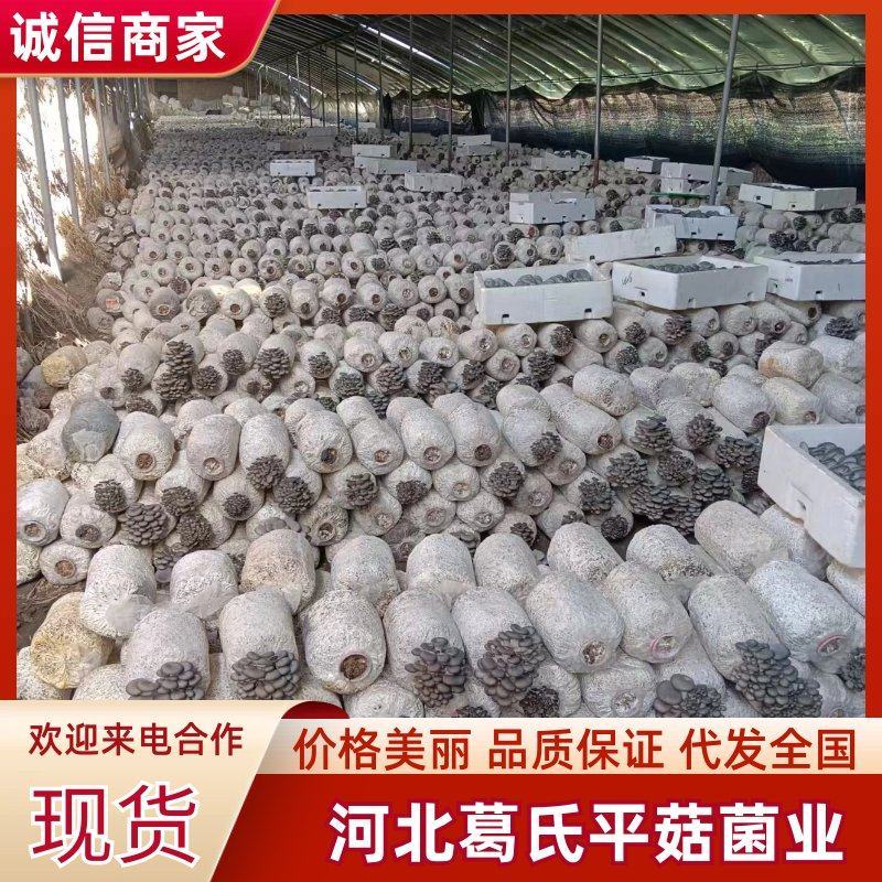 【推荐】河北鲜平菇量大从优基地直发直发对接商超团购供应
