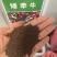 矮牵牛花种子花期长植物盆栽花卉多年生垂吊耐热耐旱喇叭花草