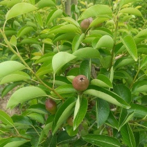 梨
