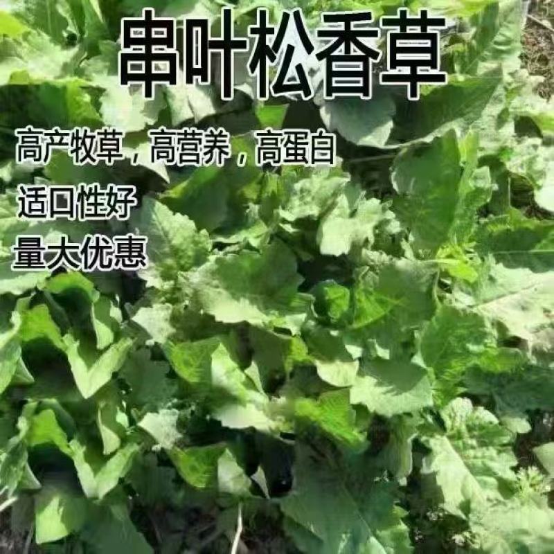 串叶松香草种子厂家发货一手货源批发品质保证价格美丽