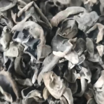 严选基地秋耳，250g一件