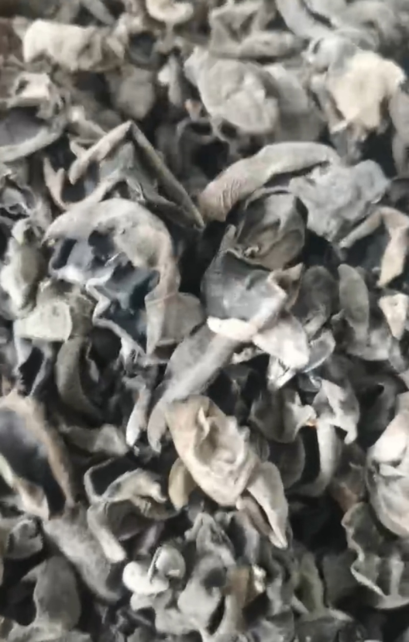 严选基地秋耳，250g一件