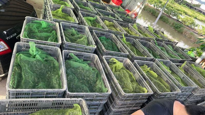 蝌蚪，牛蛙苗，牛蛙小四脚，订多包送货，正品保障支持拿样