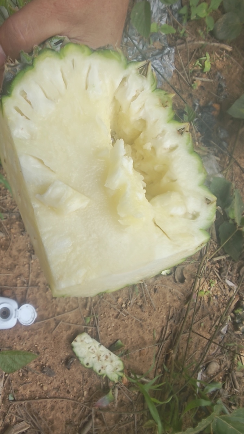 海南17号金砖凤梨，精品大果，中果，裂口不上水，次果。