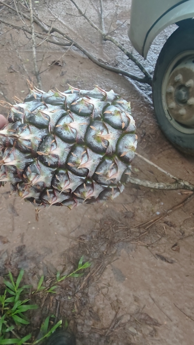 海南17号金砖凤梨，精品大果，中果，裂口不上水，次果。