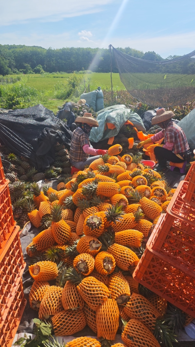 海南17号金砖凤梨，精品大果，中果，裂口不上水，次果。