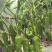 辣椒种子苏润520翠绿色大牛角椒果大软香无渣微辣